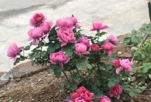以光影对决晓葵的实战技巧详解（游戏中的赛场女王，从技能到配装一步步分析）